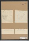 Aulacodiscus petersii Ehr. (de-Toni-Nr.: Genus 182, Species 4544) Zeichnungen Sammlung Grunow Nr. 8145 (NHMW-BOT-W0377503)